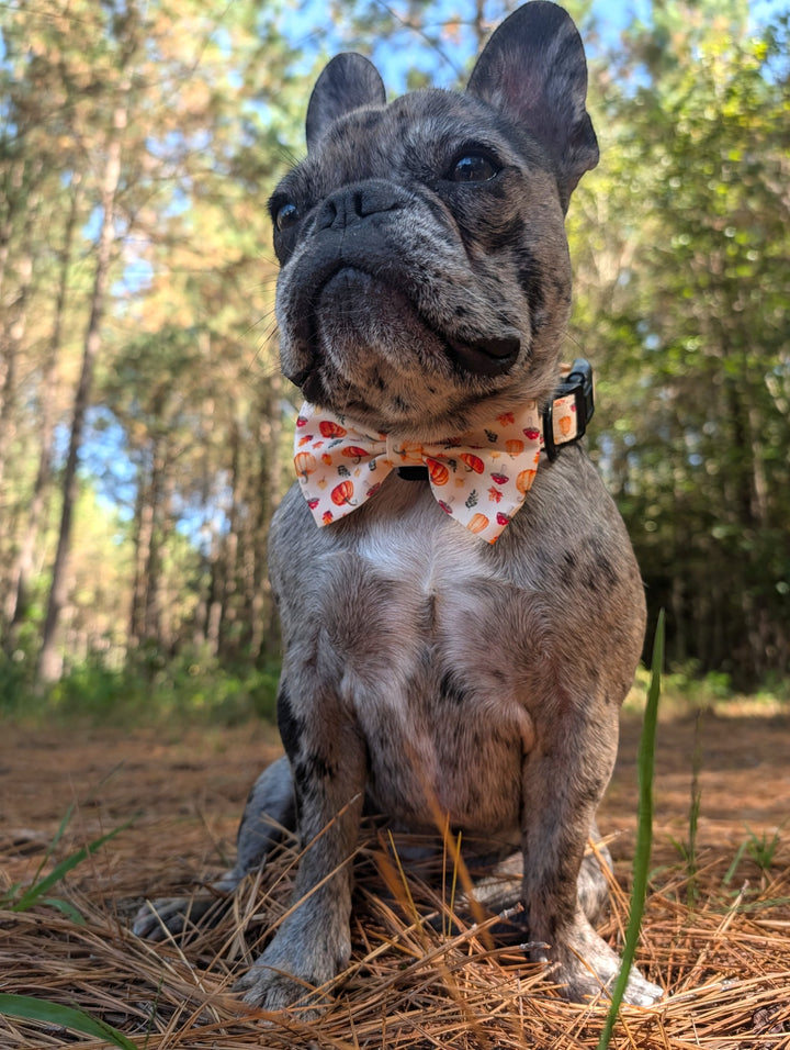 Pumpkin Patch Collar