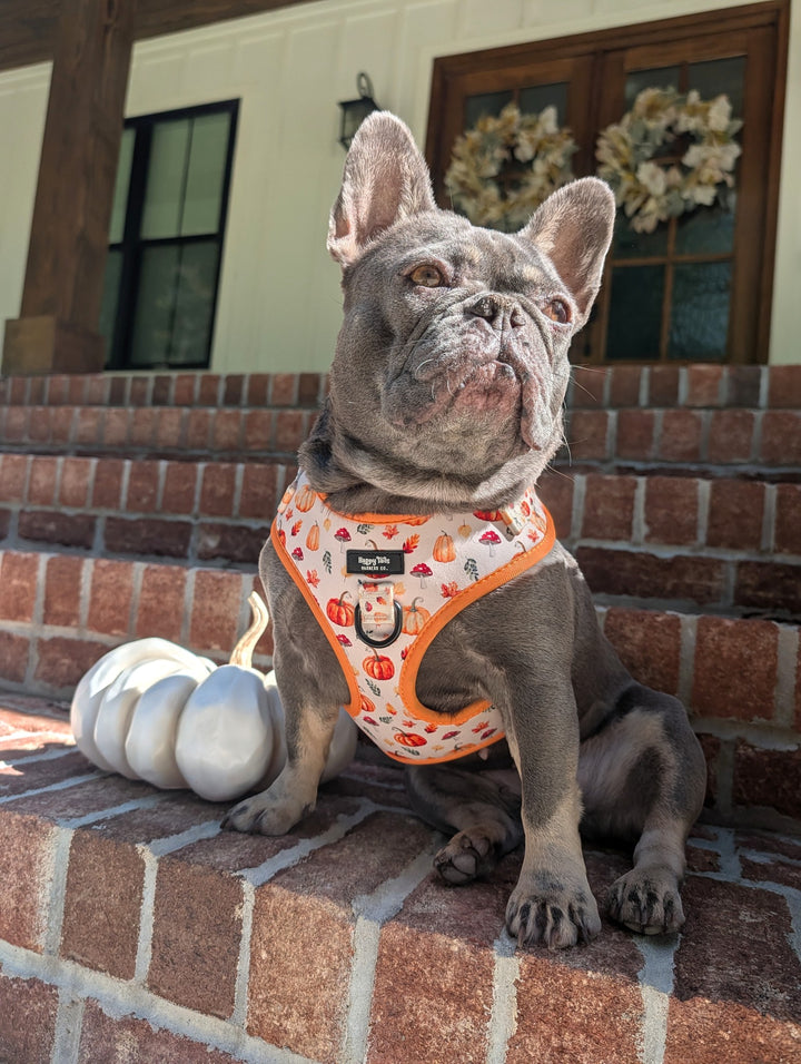 Pumpkin Patch Harness + Leash Set
