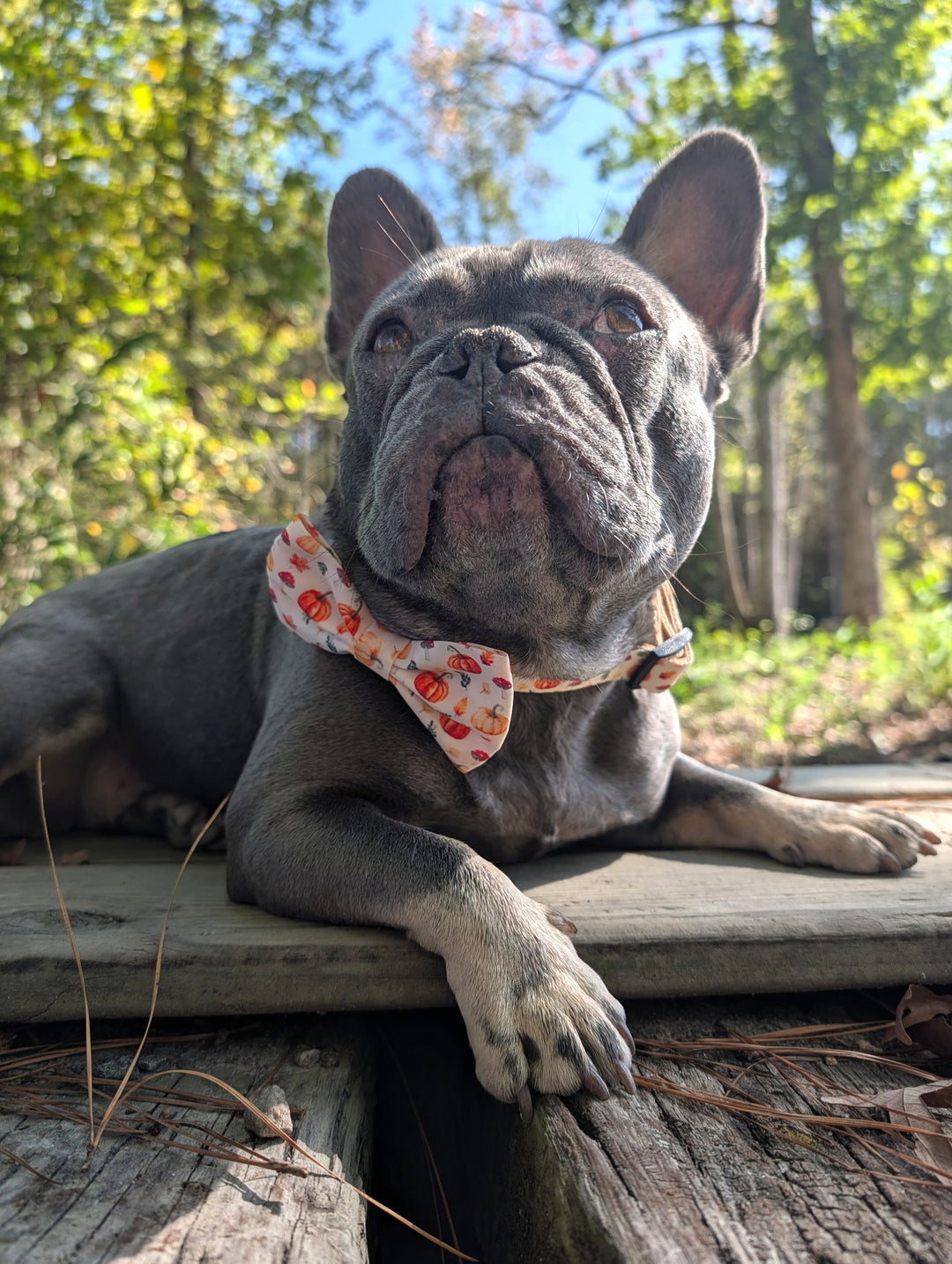 Pumpkin Patch Bow Tie