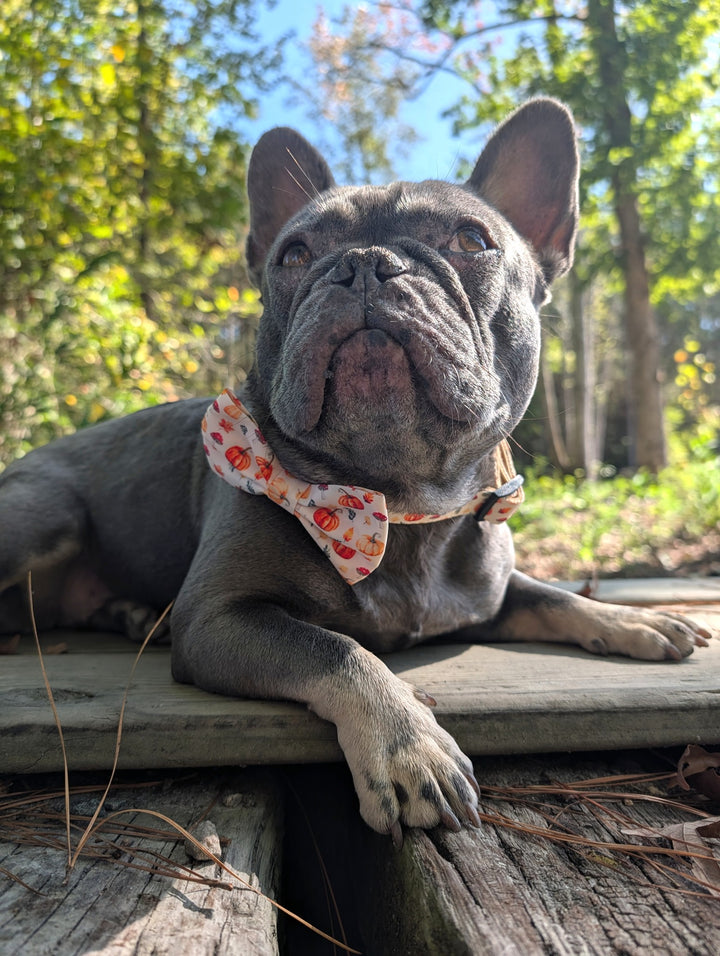 Pumpkin Patch Bow Tie