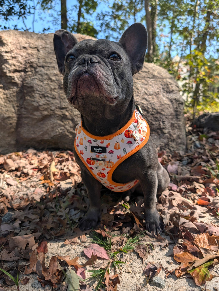 Pumpkin Patch Adjustable Harness
