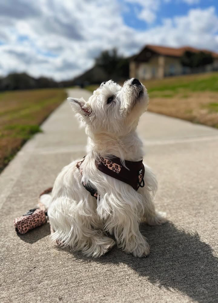 Run Wild Poop Bag Holder