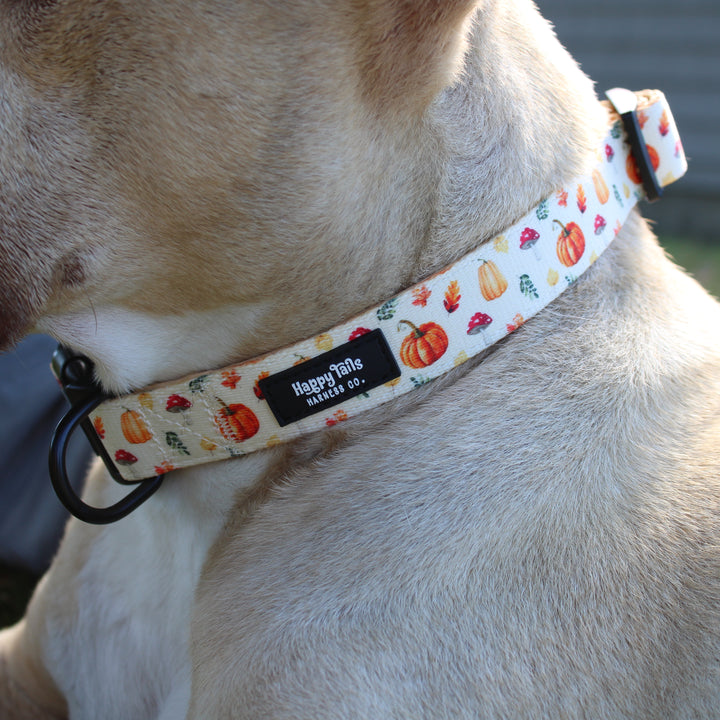Pumpkin Patch Collar