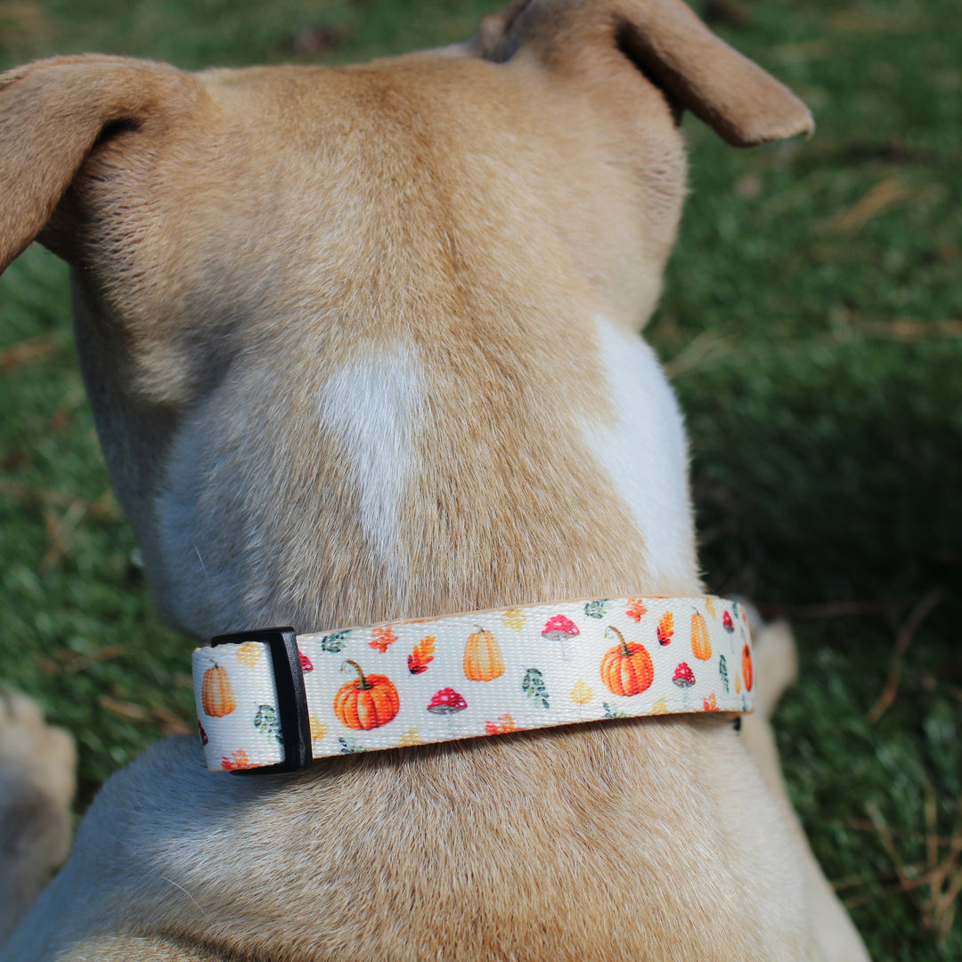 Pumpkin Patch Collar