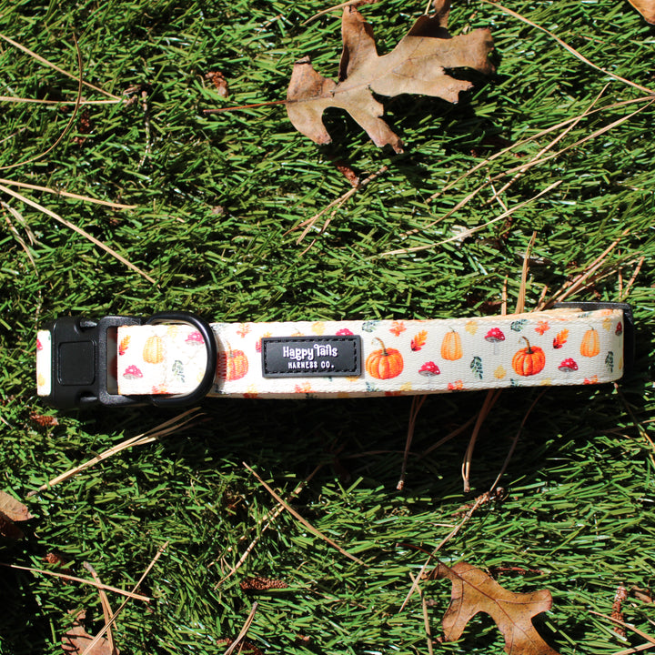 Pumpkin Patch Collar