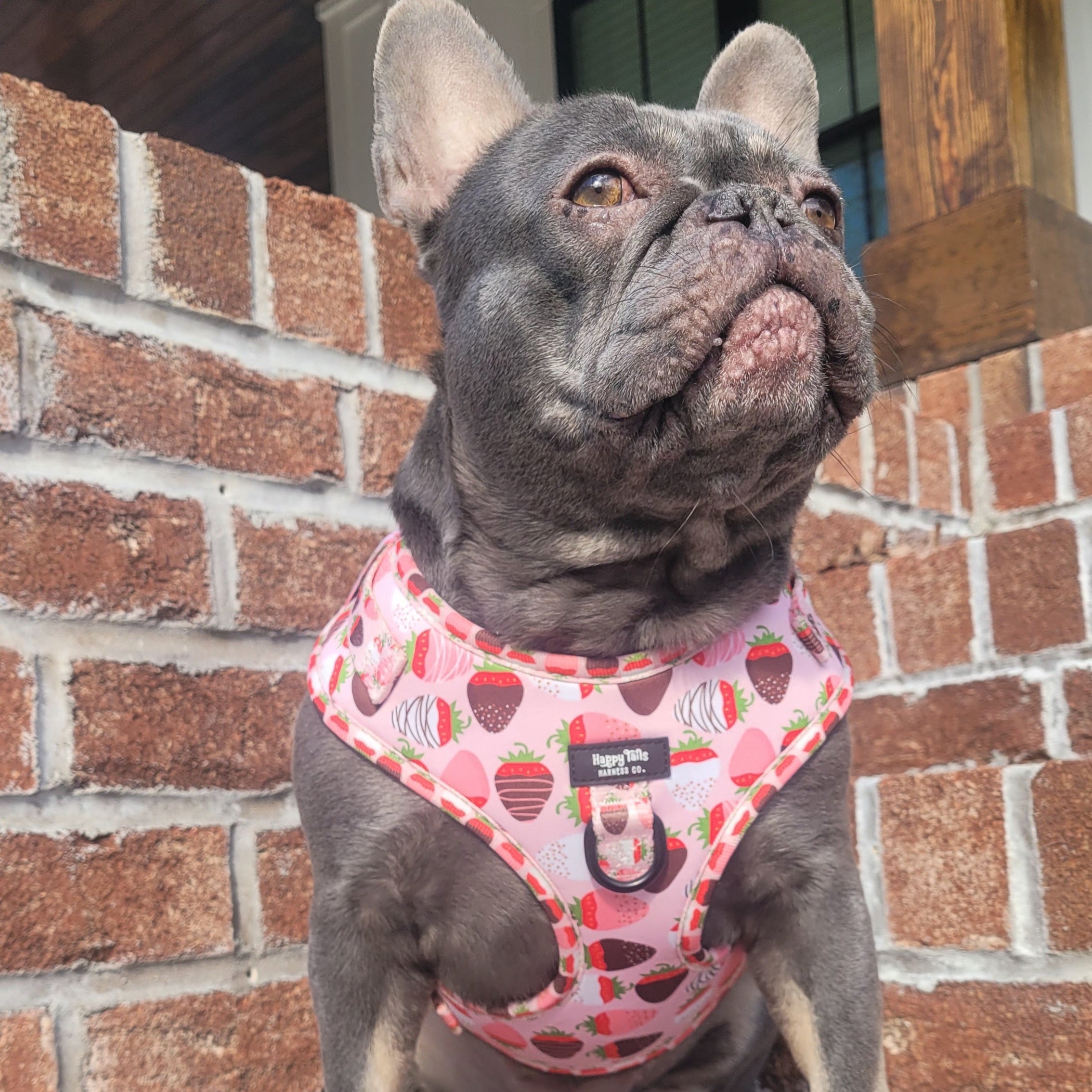 ChocoBerry Bliss Adjustable Harness – Happy Tails Harness Co.
