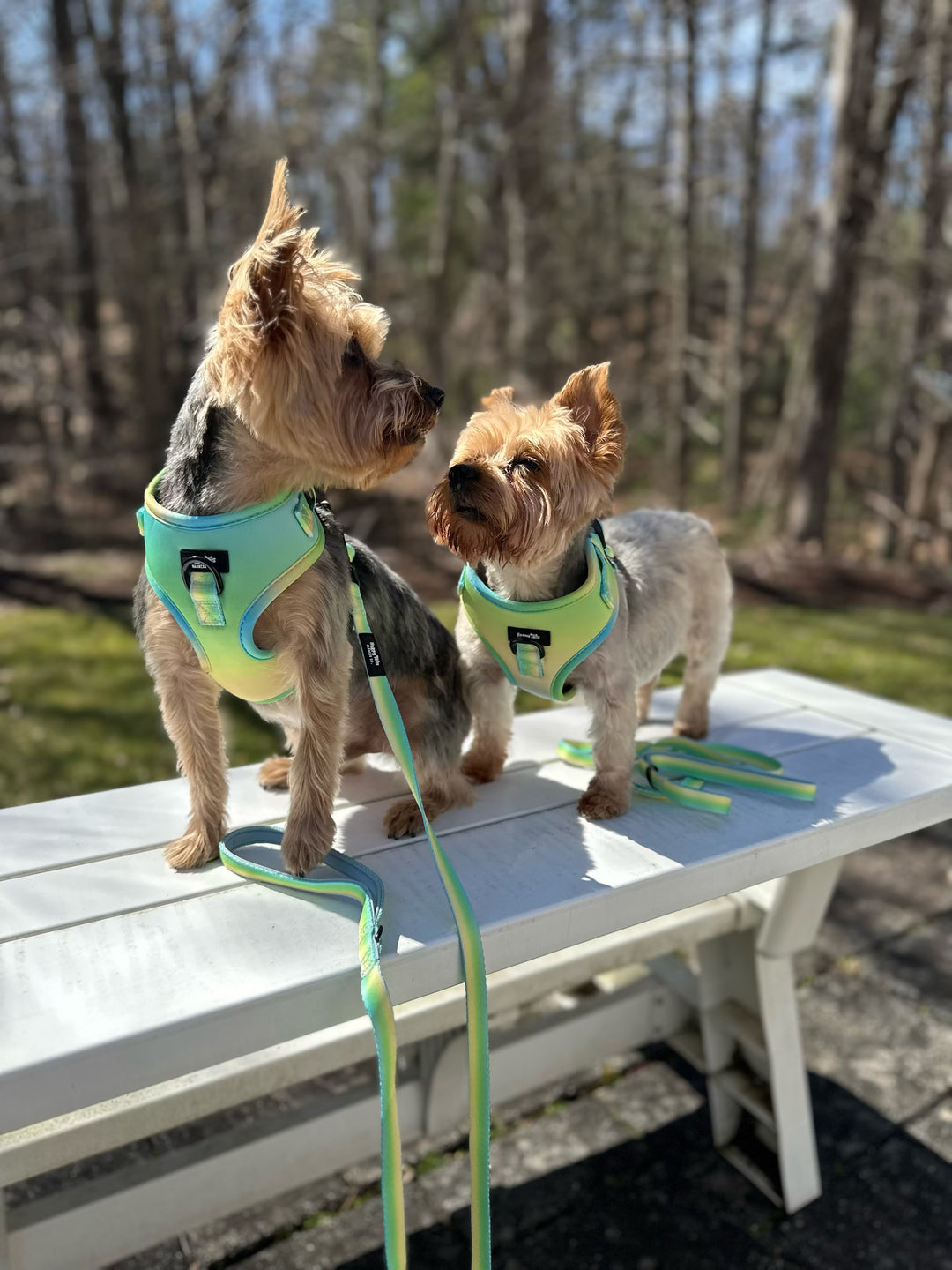 Pastel Breeze Leash