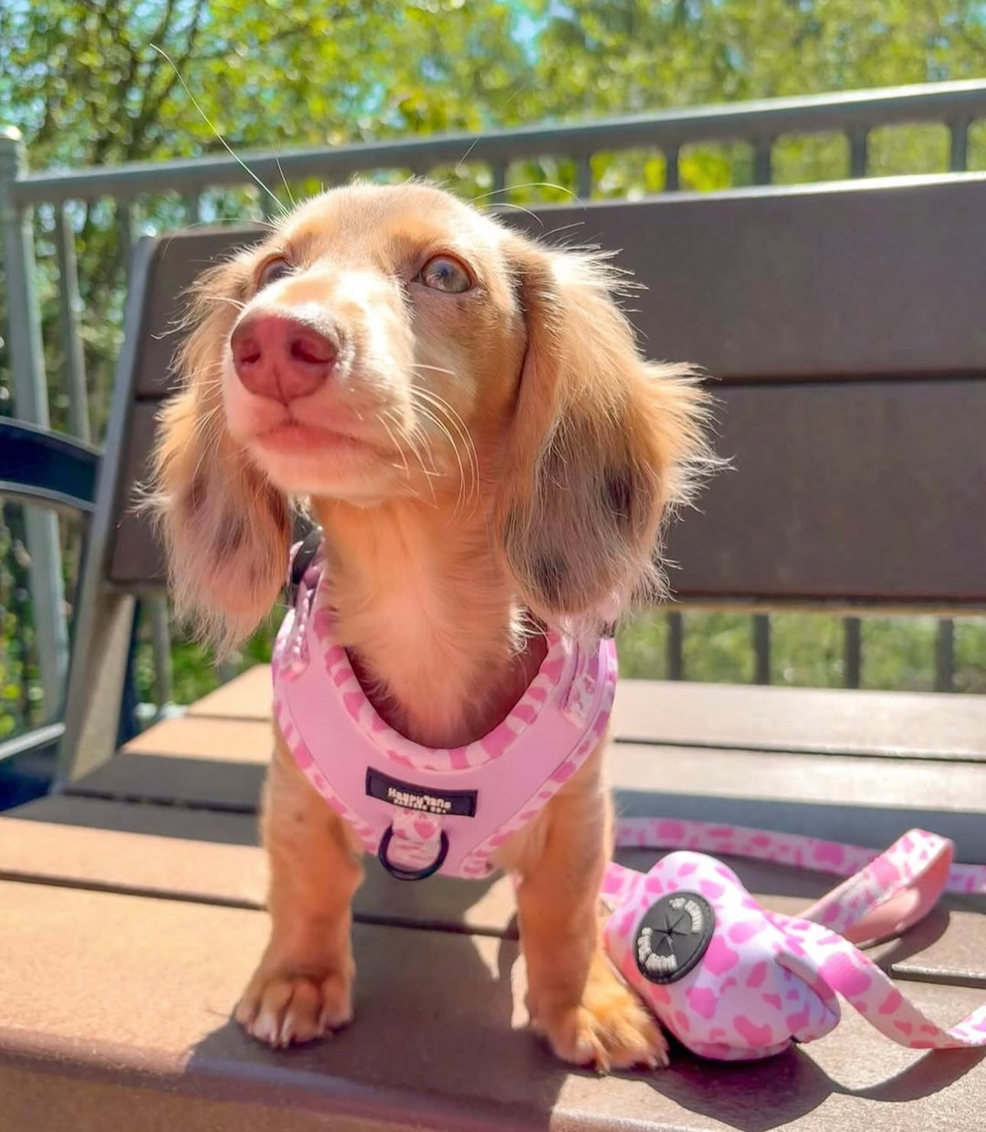 Pink Pastures Leash