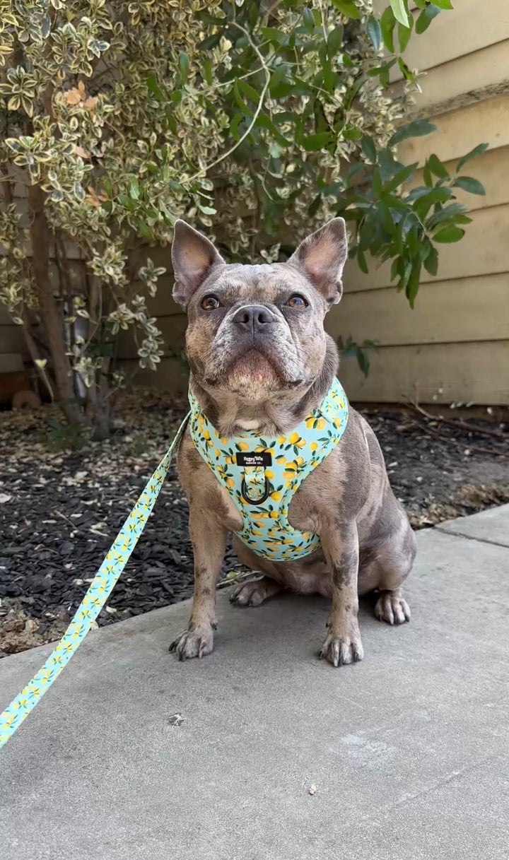 Lemon Drop Adjustable Harness
