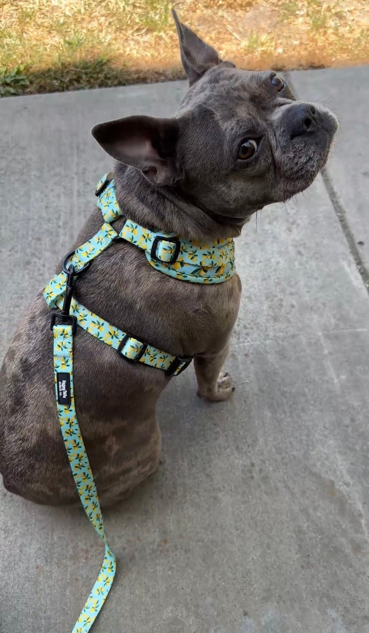 Lemon Drop Leash