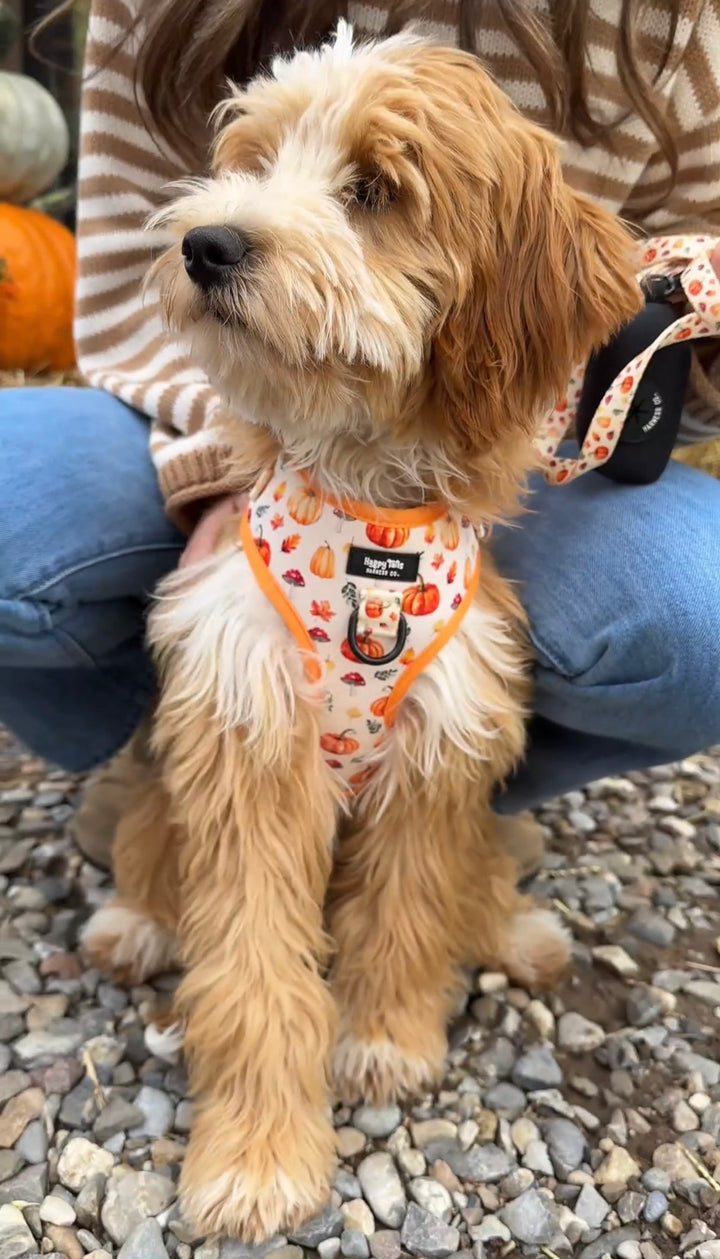 Pumpkin Patch Adjustable Harness