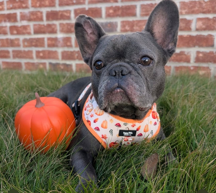 Pumpkin Patch Adjustable Harness