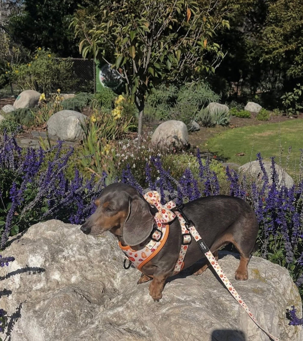 Pumpkin Patch Bow Tie