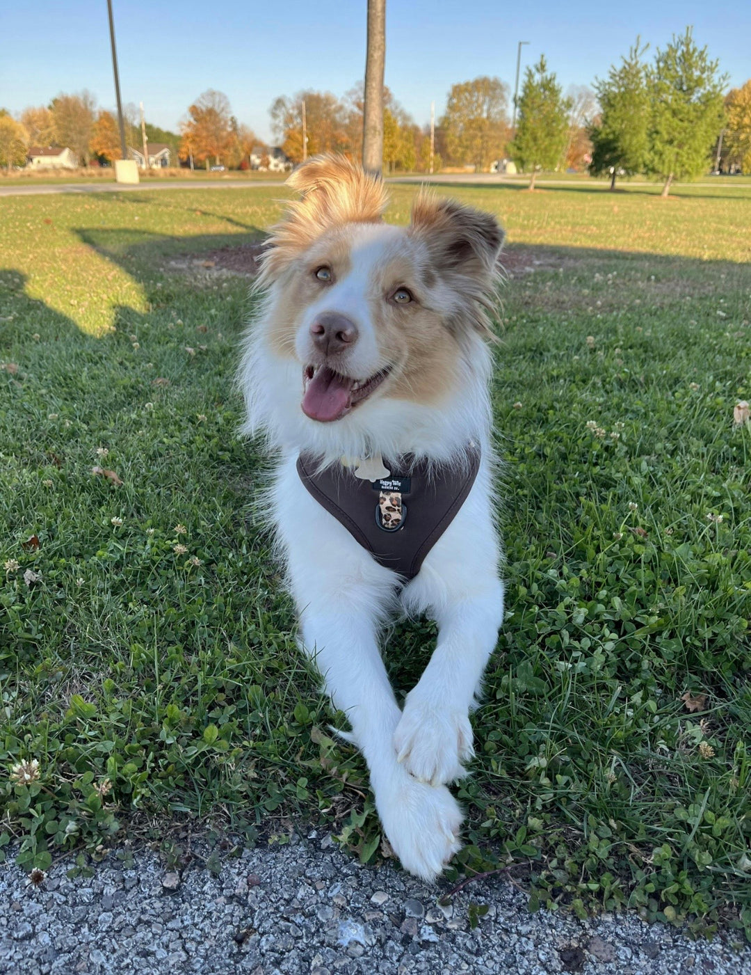 Run Wild Walking Set