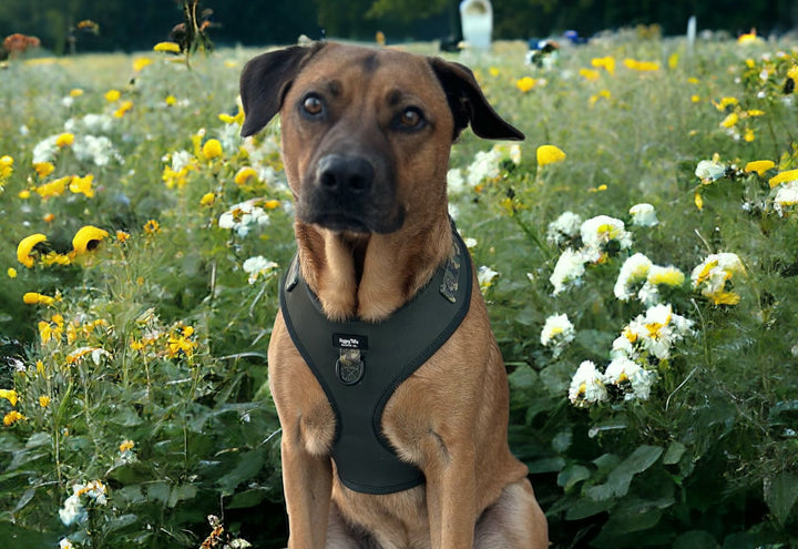 Camo Canine Walking Set