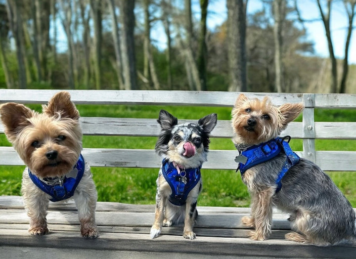 Galaxy Paws Adjustable Harness