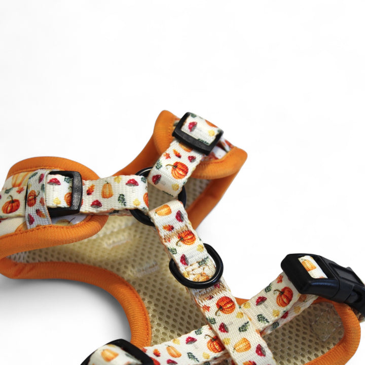 Pumpkin Patch Harness + Leash Set