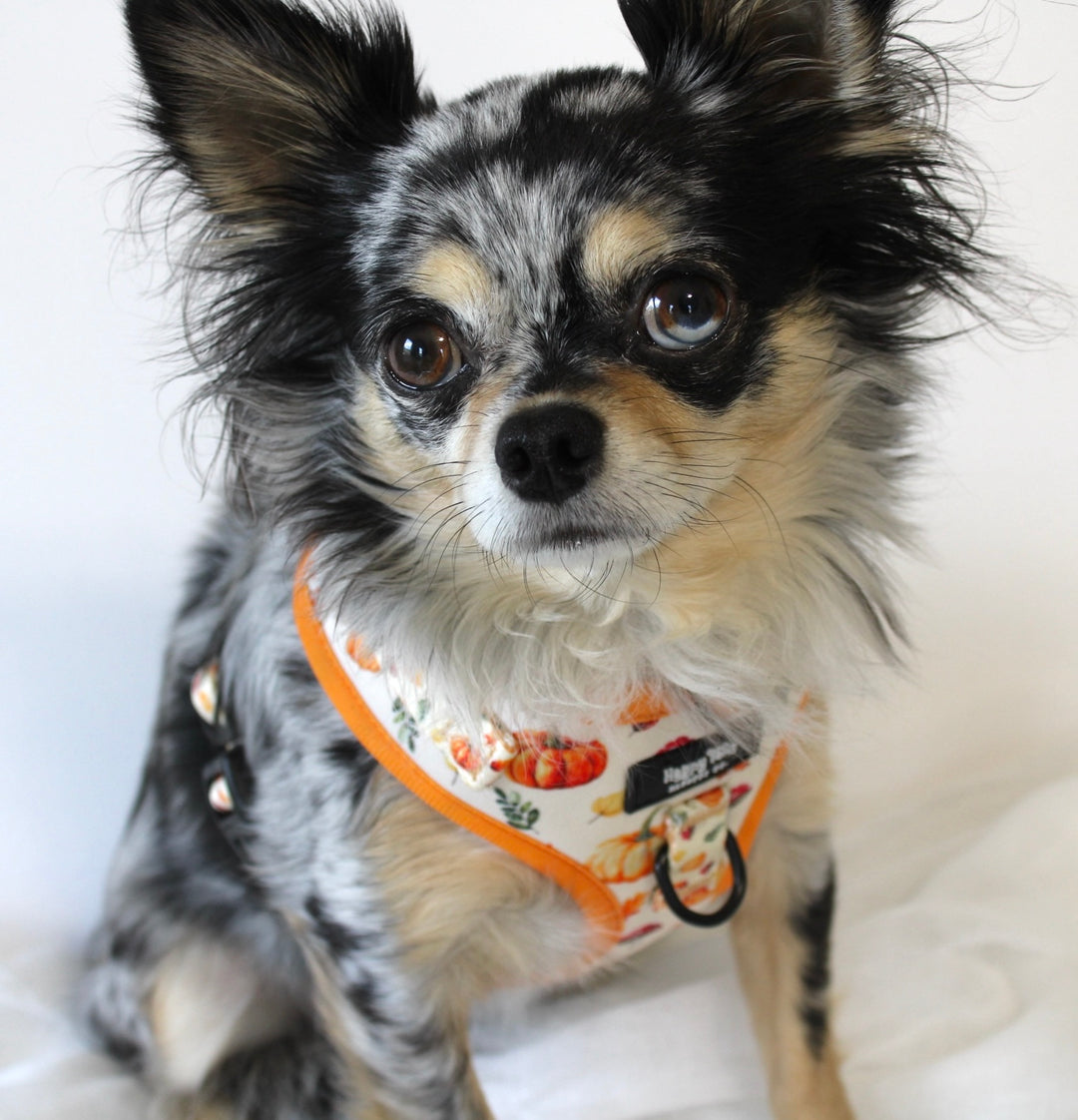 Pumpkin Patch Harness + Leash Set