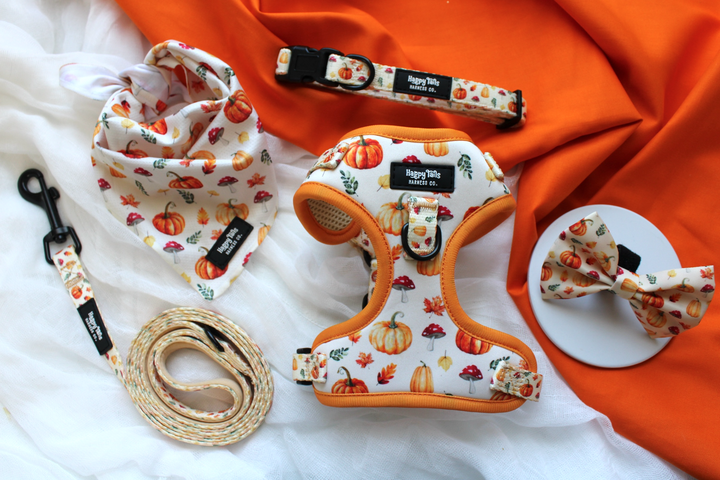 Pumpkin Patch Leash