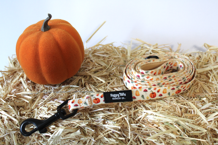 Pumpkin Patch Harness + Leash Set