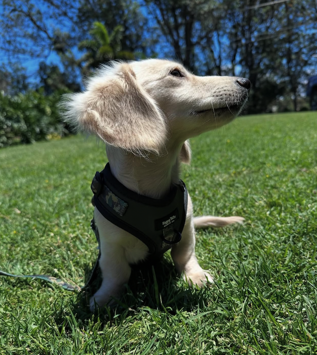 Camo Canine Walking Set – Happy Tails Harness - Main Image