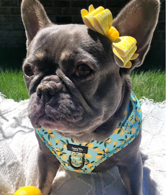 Lemon Drop Adjustable Harness