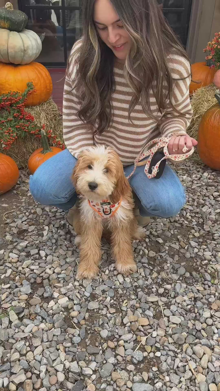 Pumpkin Patch Bow Tie